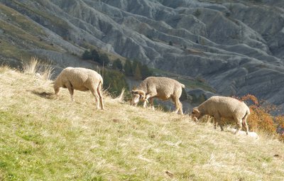 Brebis en alpage