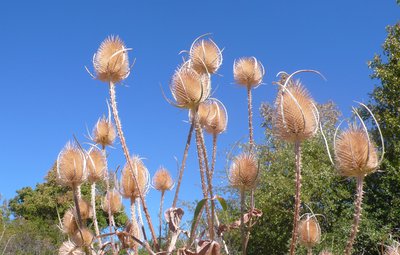 Cardères