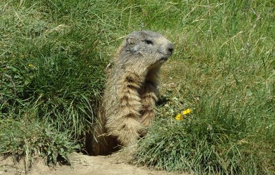 Marmotte