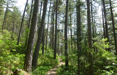 Forêt de pins noirs d'Autriche