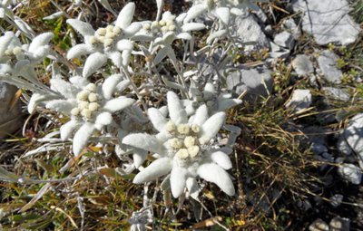 Edelweiss