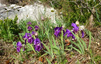 Iris et fritillaires