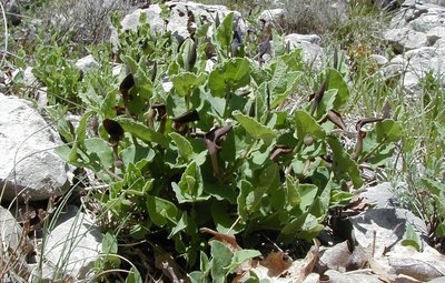 Aristoloche pistoloche