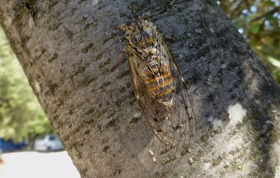 Cigale sur un chêne vert