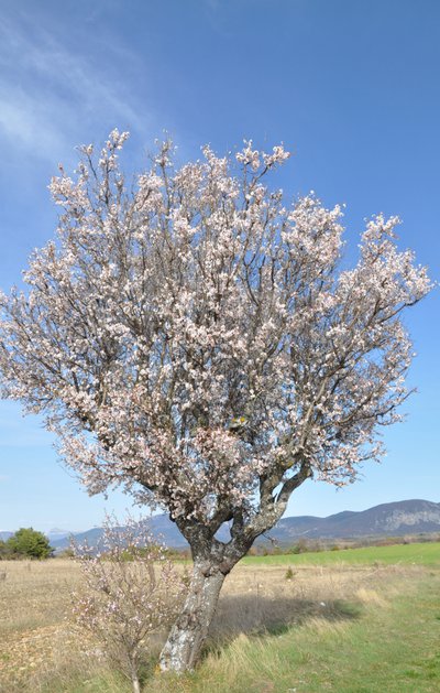 Amandier en fleurs
