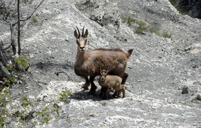 Chèvre et son cabri