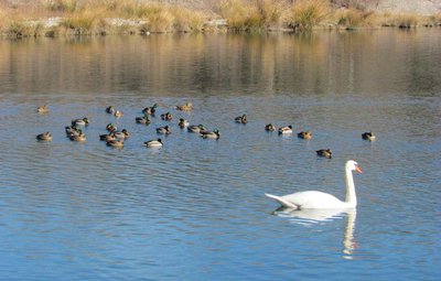 Cygne et colverts