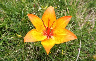 Lis orangé