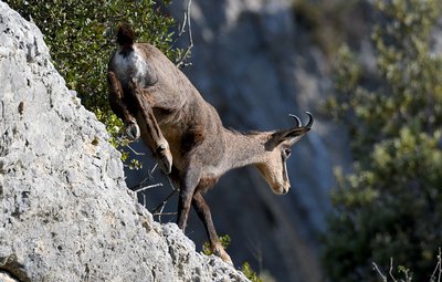 Chamois à flanc de rocher