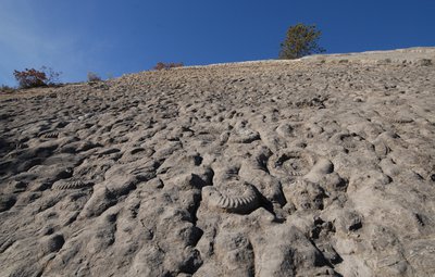 La Dalle à Ammonites