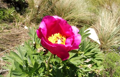 Pivoine officinale