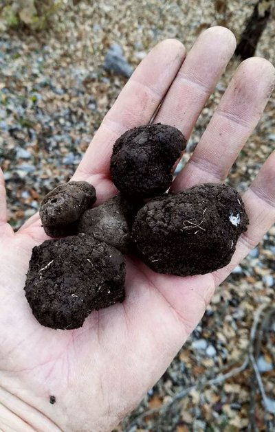 Truffes noire et de bourgogne