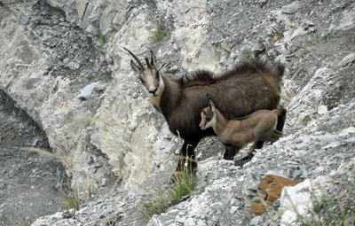 Chamois