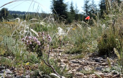 Chemin des graves