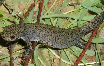 Triton Alpestre Femelle
