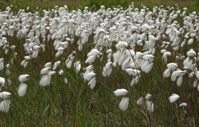 Linaigrette à feuille étroite
