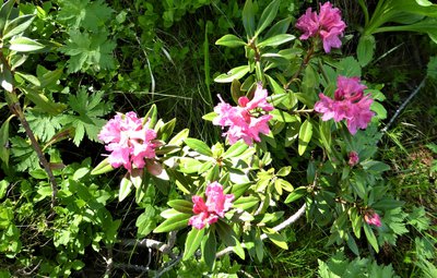 Rhododendron ferrugineux