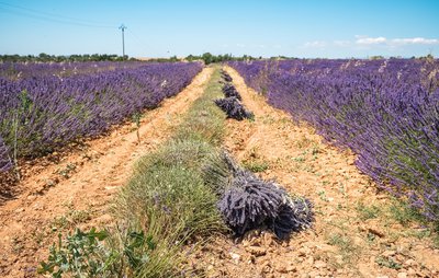 Récolte de la lavande