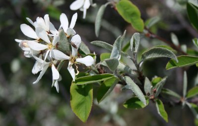 Amélanchier à feuilles ovales