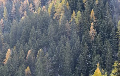 Forêt d'épicéas