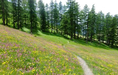 Prairie de fauche