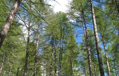 Forêt de mélèzes