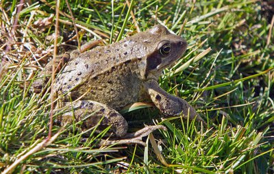 Grenouille rousse