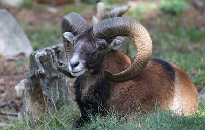 Mouflon