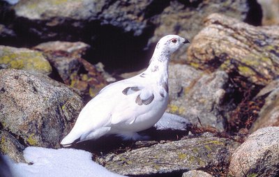 Lagopède alpin