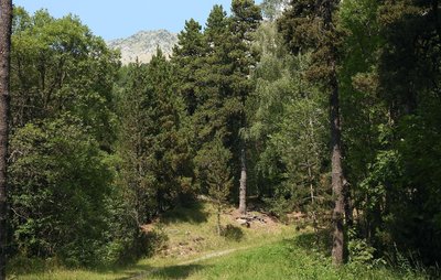 La Forestière