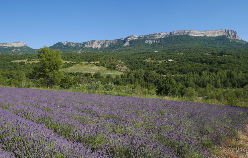 Champ de lavande dans la vallée des Duyes