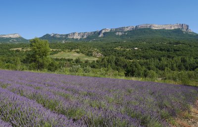 Champ de lavande dans la vallée des Duyes