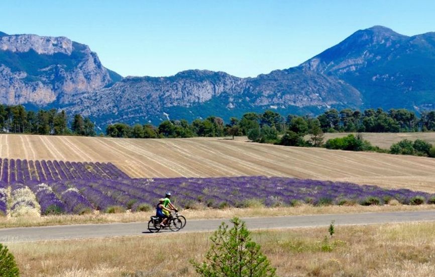 Sur le plateau de Valensole