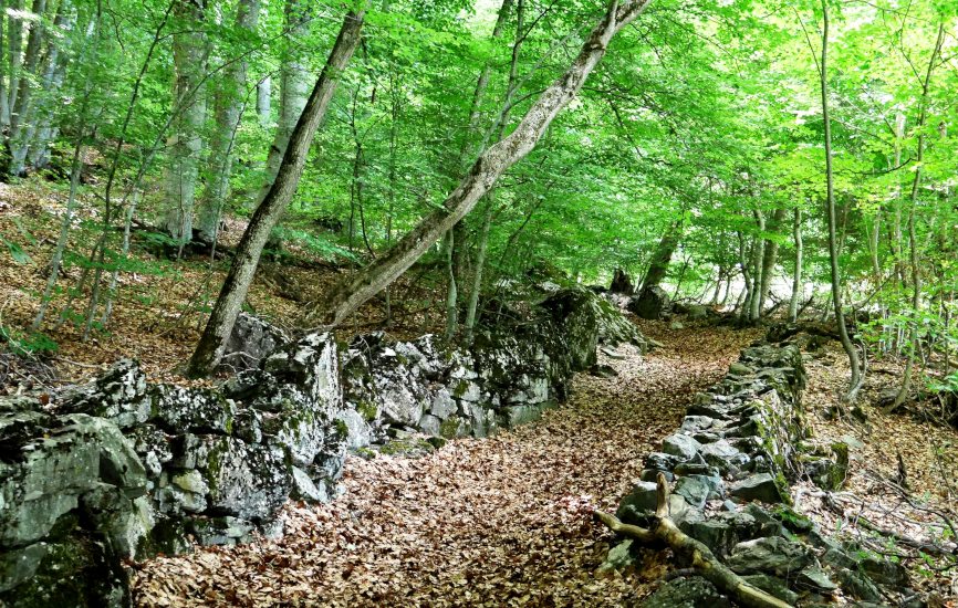 Hêtraie de Pontis