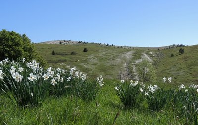 Narcisses au sommet de Lure