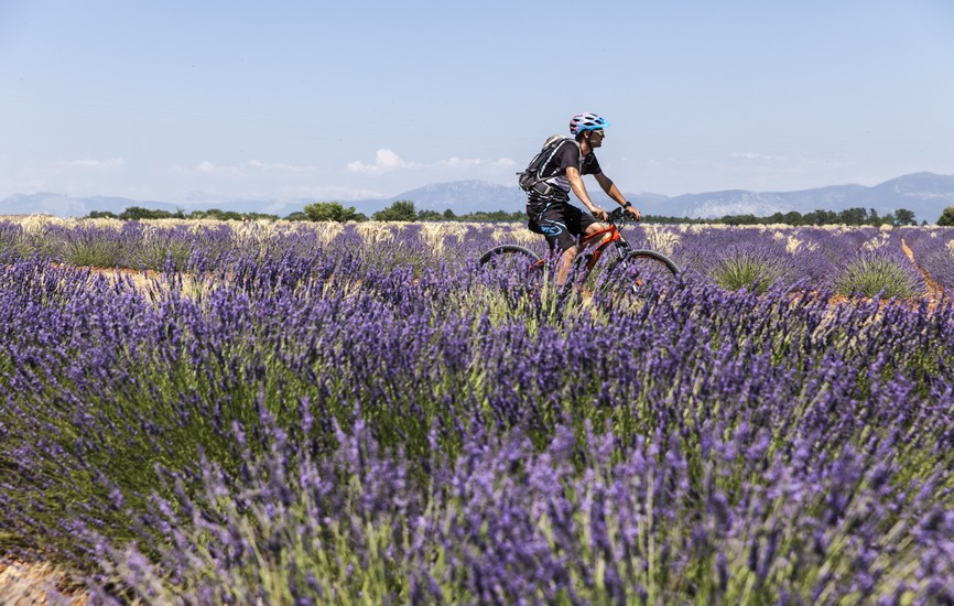 Plateau de Valensole
