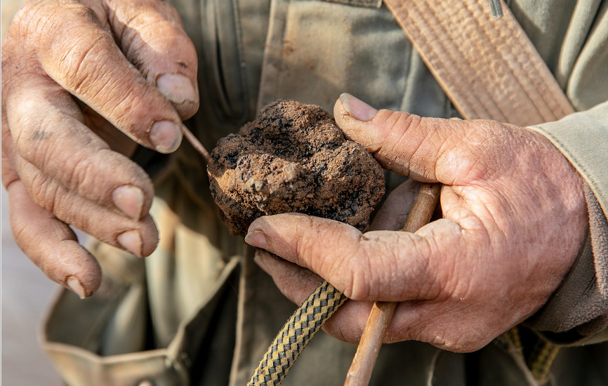 Truffes