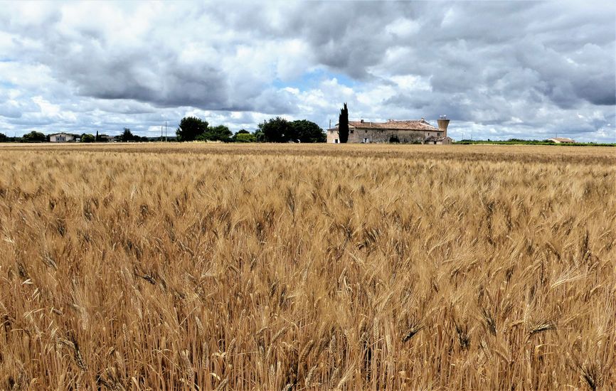 Champ de blé
