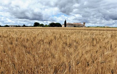 Champ de blé