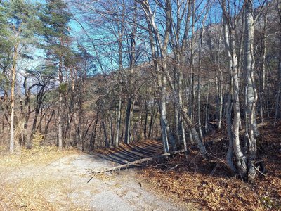 Piste forestière