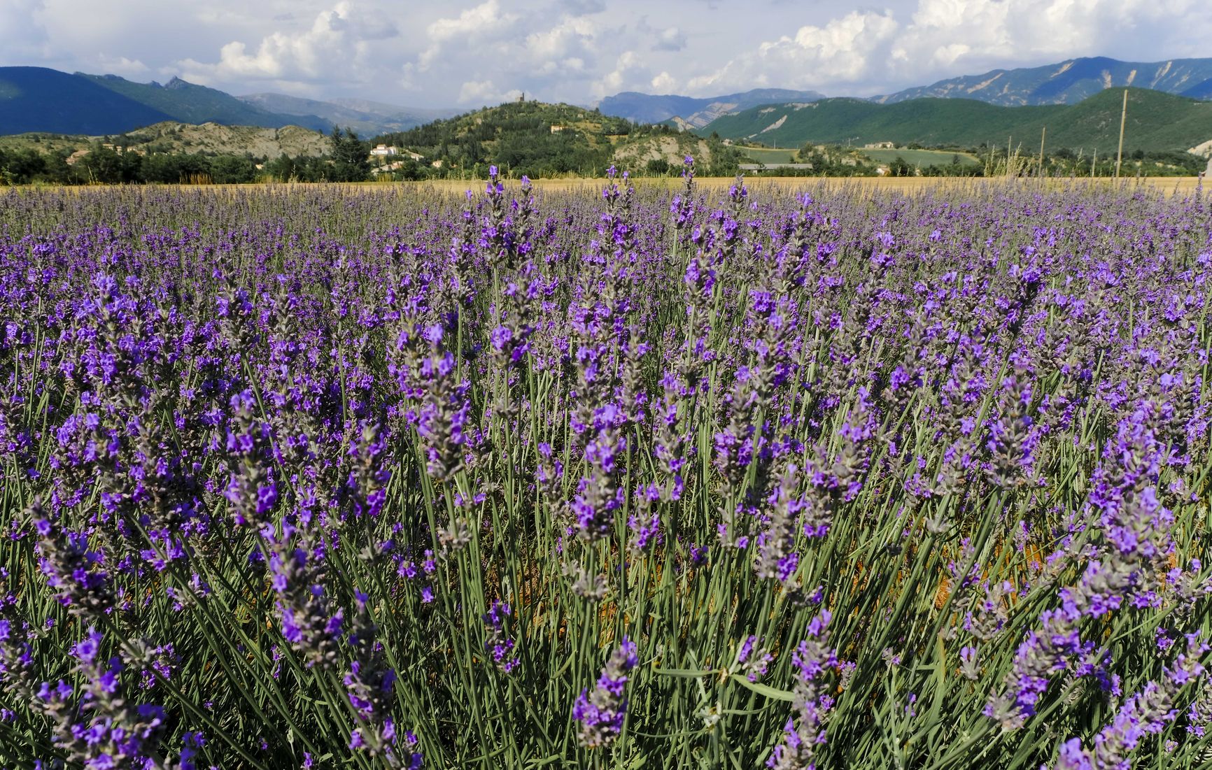 Champs de lavande et vue sur le village de Salignac