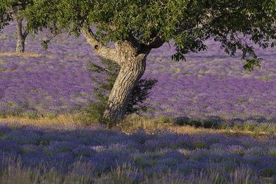 Champ de Lavande
