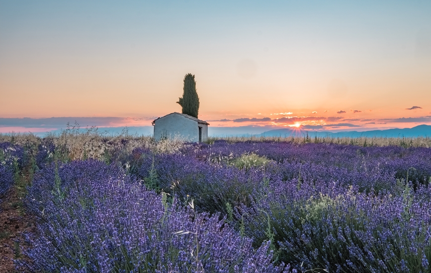 Lavandes sur le plateau de Valensole