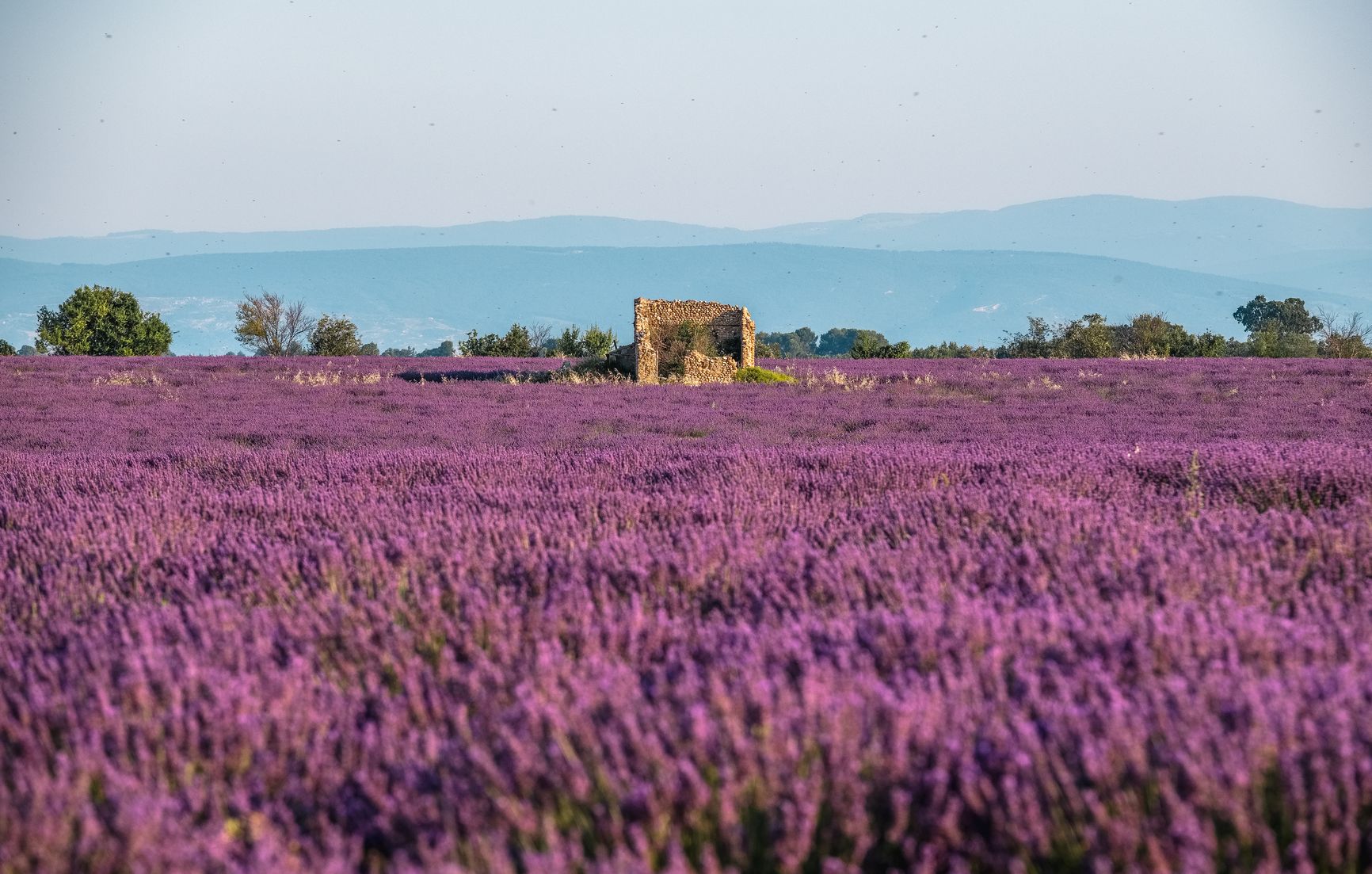 Champ de lavandin plateau de Valensole