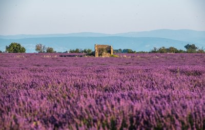 Champ de lavandin plateau de Valensole