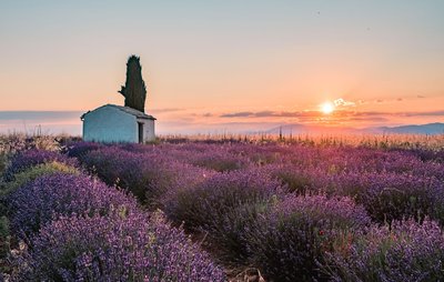 Champs de lavandin sur coucher de soleil