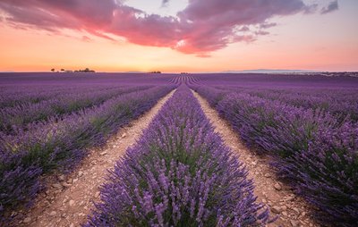 Champs de lavandin sur coucher de soleil