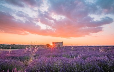 Champs de lavandin sur coucher de soleil