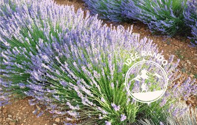 La Mure - Sentier des plantes aromatiques