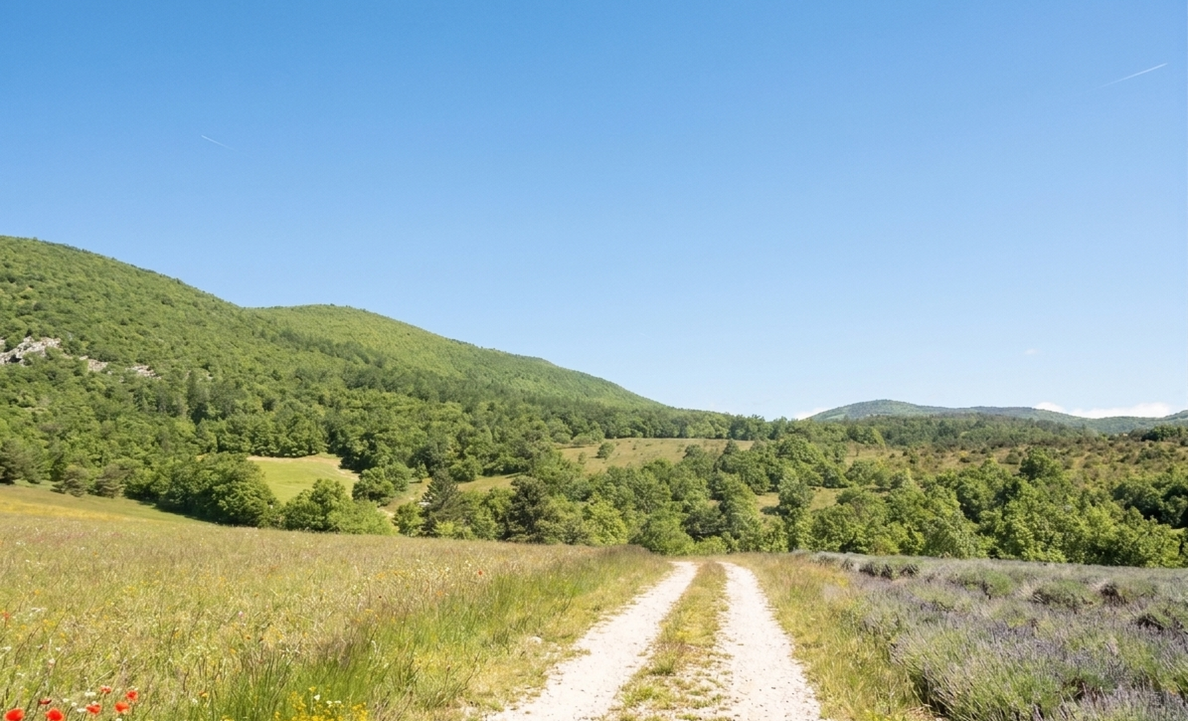 Forêt domaniale de Lure